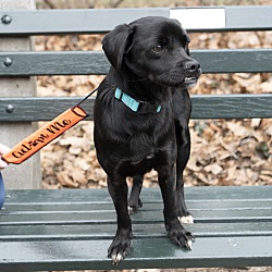 Thumbnail photo of Jagger - Ukrainian Rescue #4