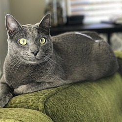 Russian blue hot sale california