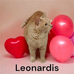 Thumbnail photo of Leonidas #3
