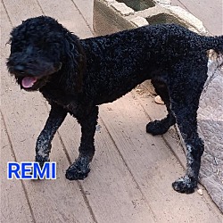 Thumbnail photo of REMI   985113008301892 #4
