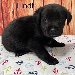 Photo of Lindt 🐾