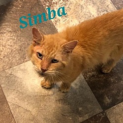 Photo of Simba