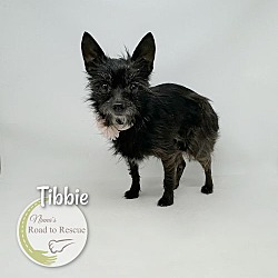 Thumbnail photo of Tibbie #3