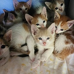 Thumbnail photo of Orion - Outerspace Litter #4