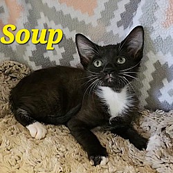 Thumbnail photo of Soup #4