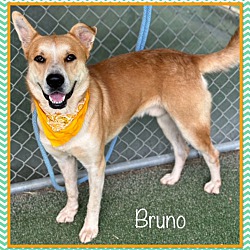 Thumbnail photo of BRUNO (also see CHIQUITA) #1