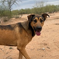 adopt a pet