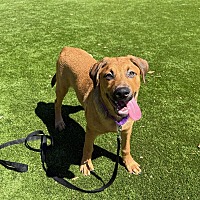 adopt a pet