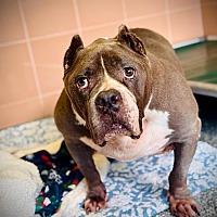 adopt a pet