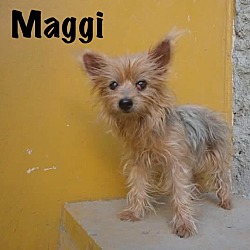 Thumbnail photo of MAGGI #1