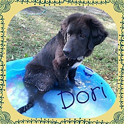 Thumbnail photo of Dori #2