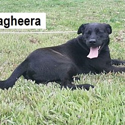 Thumbnail photo of Bagheera - no longer accepting #2