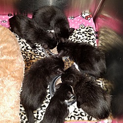 Thumbnail photo of Pair of Black Kittens #4