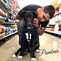 Thumbnail photo of Pumbaa #1