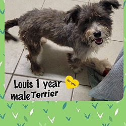 Photo of LOUIS–1 YEAR MALE TERRIER