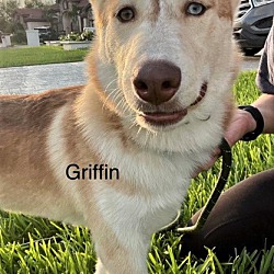 Thumbnail photo of Griffin #1