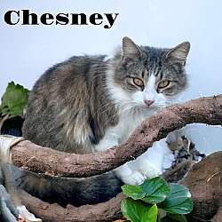 Thumbnail photo of Chesney #1