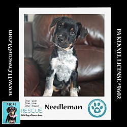 Photo of Needleman (Caryn's Monsters Inc Pups) 012724
