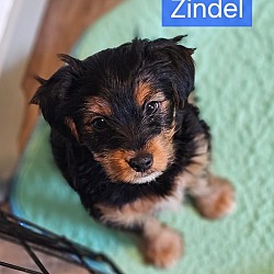 Photo of Zindel $600
