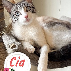 Photo of Cia - blue eyed beauty