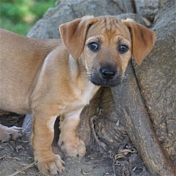 Thumbnail photo of Kanga Pup - Wallaby #1