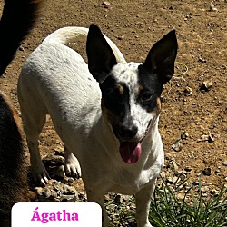 Thumbnail photo of Agatha #2