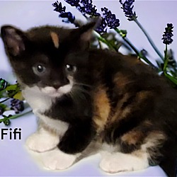 Thumbnail photo of Fifi #3