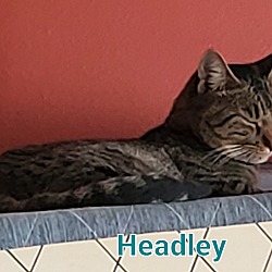 Thumbnail photo of Headley #2