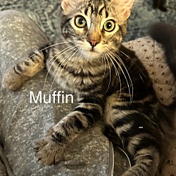 Photo of MuffinQ