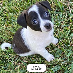 Thumbnail photo of Sail Travel #4