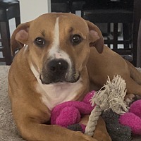 adopt a pet