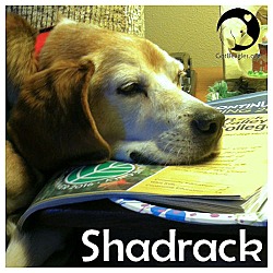 Thumbnail photo of Shadrack #1