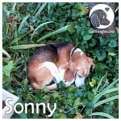 Thumbnail photo of Sonny #1