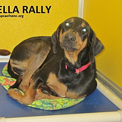 Thumbnail photo of Bella Rally #3