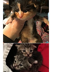 Thumbnail photo of Kittens! #2