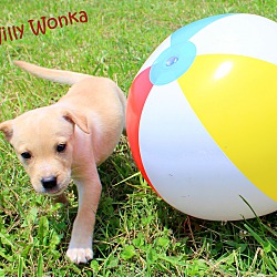 Thumbnail photo of Willy Wonka~adopted! #1