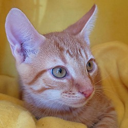 Thumbnail photo of Diamond's kitten - Zircon #2