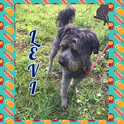 Photo of Levi
