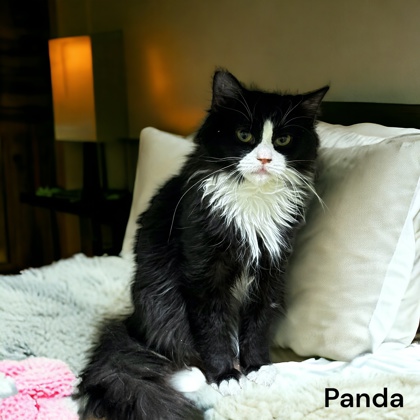 Photo of Panda