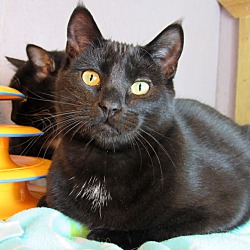 Photo of Binx: Black Cats Rule!