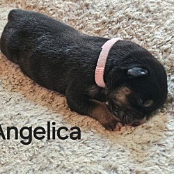 Thumbnail photo of Angelica #4