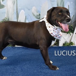 Thumbnail photo of Lucius #2