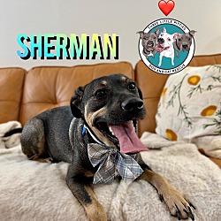 Thumbnail photo of Sherman #1