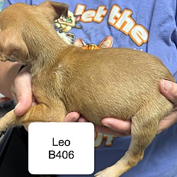 Thumbnail photo of Leo B406 #2