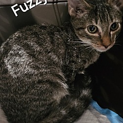 Thumbnail photo of Fuzzy #1