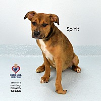 adopt a pet