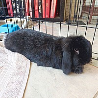 adopt-pet