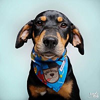adopt a pet