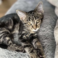 adopt-pet