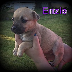 Thumbnail photo of Enzie #3